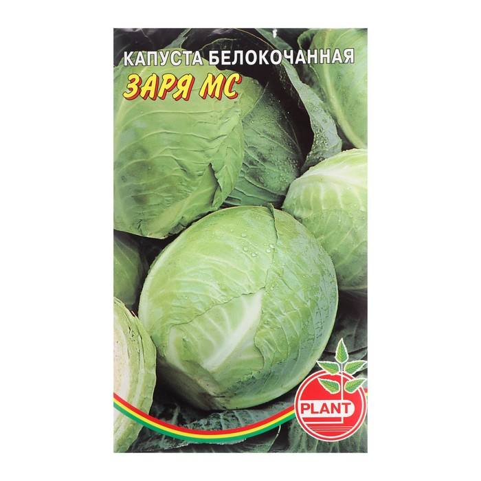 Капуста Заря МС: описание и характеристики сорта, особенности ...