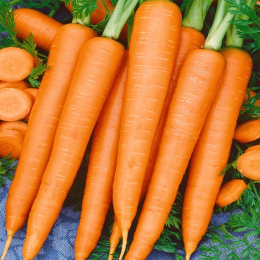 Морковь Золотая осень: описание и характеристики сорта, правила посадки ...