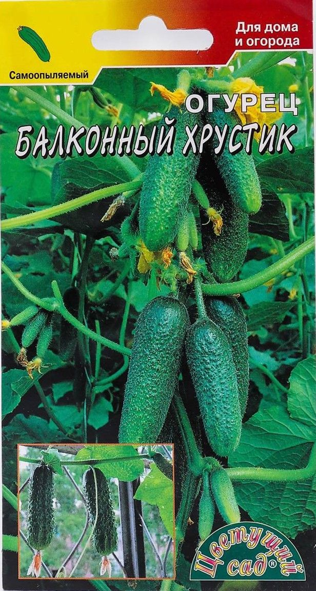 Огурец Балконный хрустик: описание и характеристики сорта, правила ...