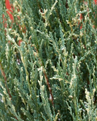 Можжевельник Блю Айвори: описание сорта, характеристики, агротехника ...