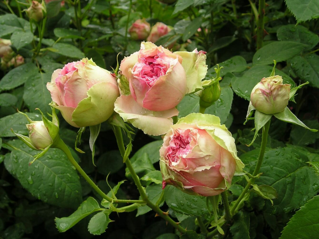 Розы Сортовые