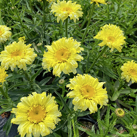 Нивяник (садовая ромашка) Голдфинч: описание сорта, характеристики ...