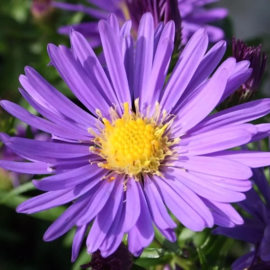 Астра Голубая лагуна: описание сорта, характеристики, особенности ...