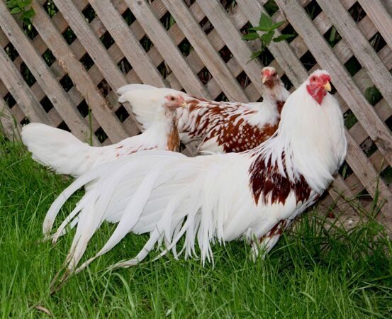 Куры Йокогама: описание породы, характеристики, особенности содержания ...