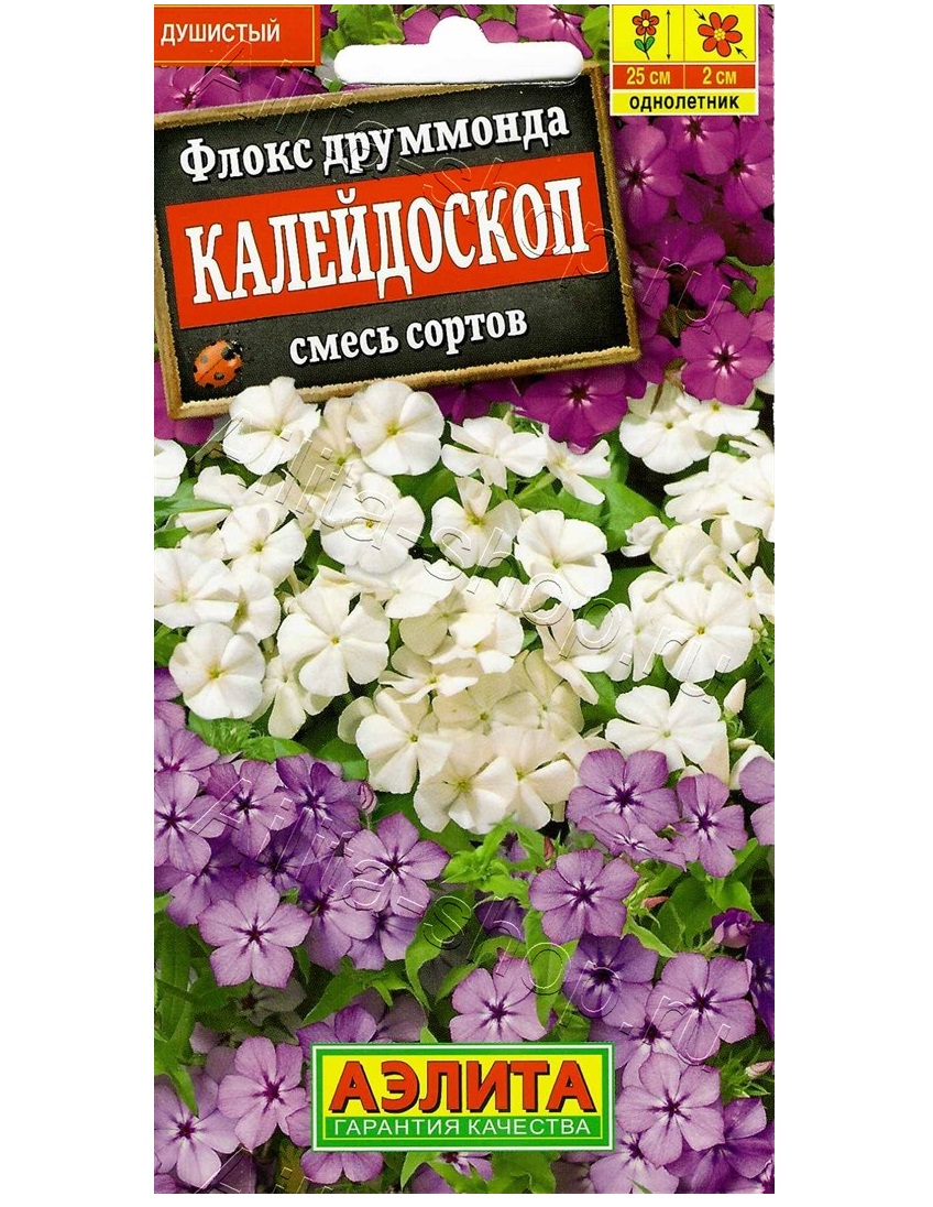 Флоксы самара