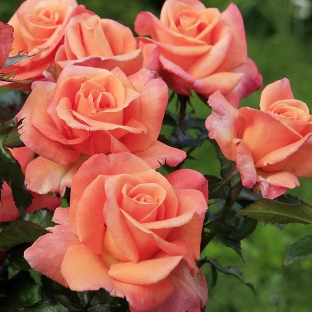 Роза Кудесник: особенности и характеристика сорта, правила посадки ...