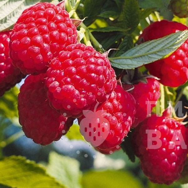 Малина Кванза: описание сорта, особенности и выращивание, сроки ...