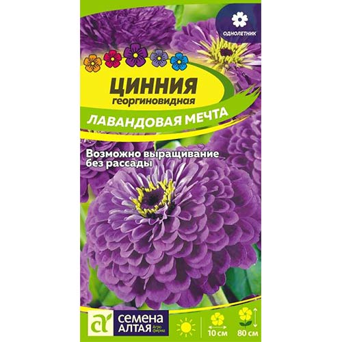 Цинния Лавандовая мечта: описание сорта, характеристики, особенности ...