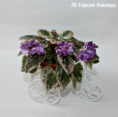 Сенполия (комнатная фиалка) ЛЕ-Горная Лаванда: особенности и ...