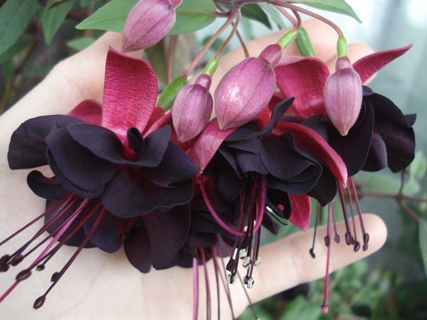 Фуксия Максима: описание сорта, характеристики, особенности посадки и ...