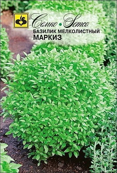 Базилик Маркиз зеленый: описание сорта, характеристики, особенности ...