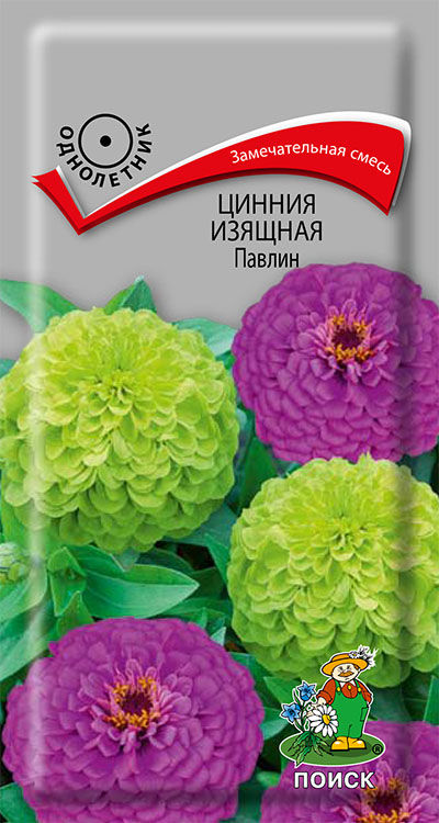 Цинния Павлин: описание сорта, характеристики, особенности посадки и ...