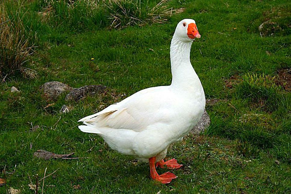 Гуси Рейнские: описание породы, характеристики, продуктивные качества ...