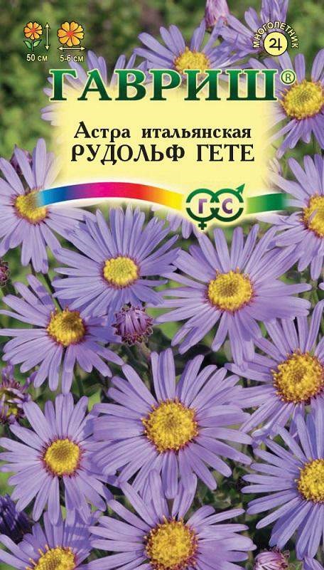 Астра Рудольф Гете: описание сорта, характеристики, особенности посадки ...