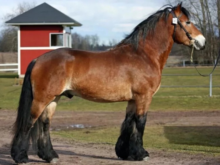 Лошадь Северо-шведская: описание породы, характеристики, особенности ...