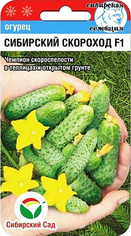 Огурец Сибирский скороход: описание и характеристики сорта, правила ...