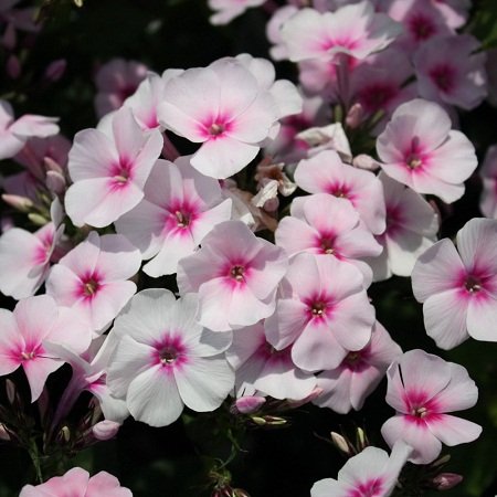 Флокс Свиззл: описание сорта, характеристики, тонкости посадки и ухода ...