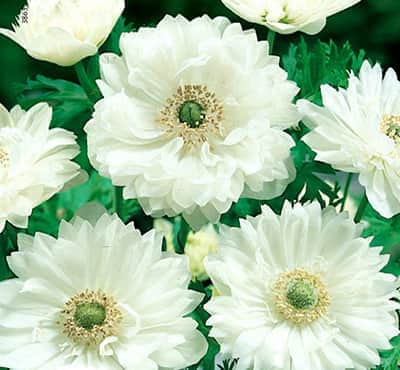 Анемона Вайт: описание сорта, характеристики, особенности посадки и ...