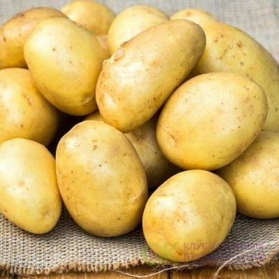 Картофель Банба: описание и характеристики, особенности посадки и ...