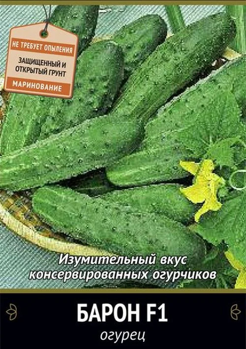 Огурец Барон: описание и характеристики сорта, правила посадки и ...