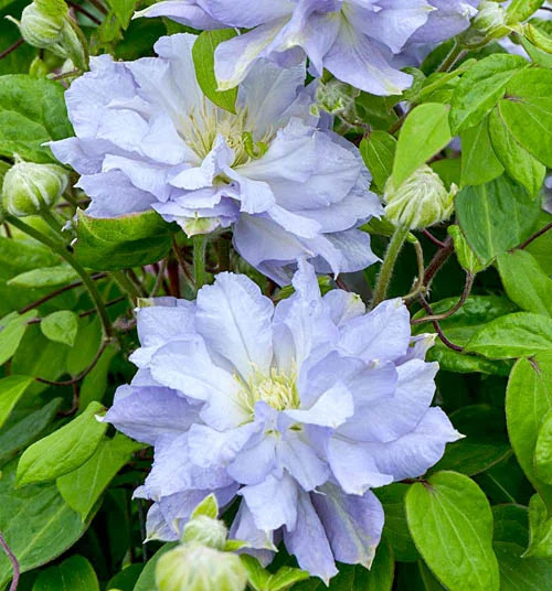 Клематис Блю Даймонд: особенности и характеристики сорта, агротехника ...