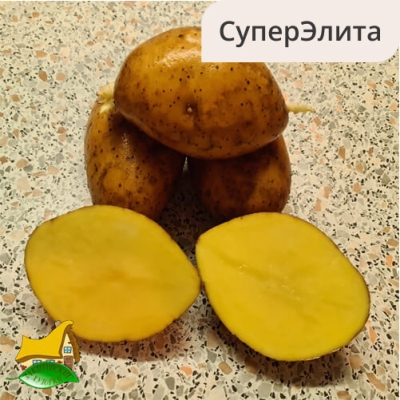 Картофель Чароит: описание и характеристики, особенности посадки и ...