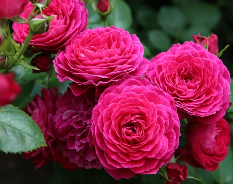 Роза Домейн де Ст: особенности и характеристика сорта, правила посадки ...