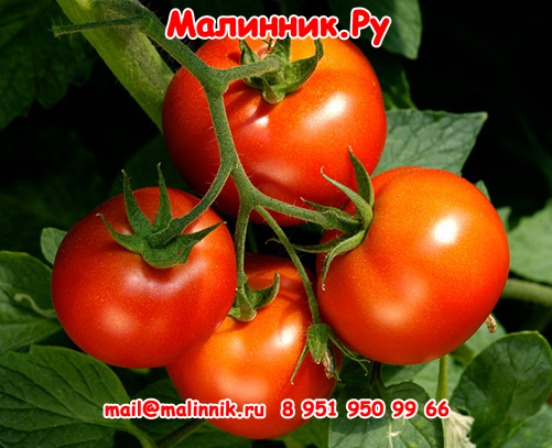 Томат Гелена: описание сорта помидоров, характеристики. Особенности ...