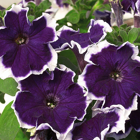 Петуния Калиффо синяя: описание сорта, характеристики, тонкости посадки ...