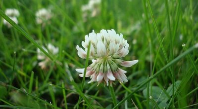 Клевер Лифлекс: описание газонной травы, фото, характеристики ...