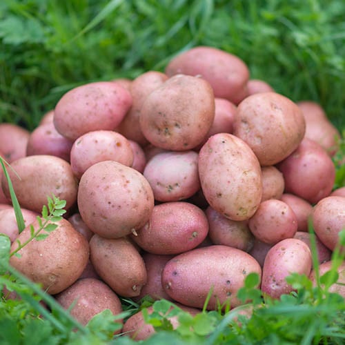Картофель Императрица. Мелкий семенной картофель. Картофель Ажур.