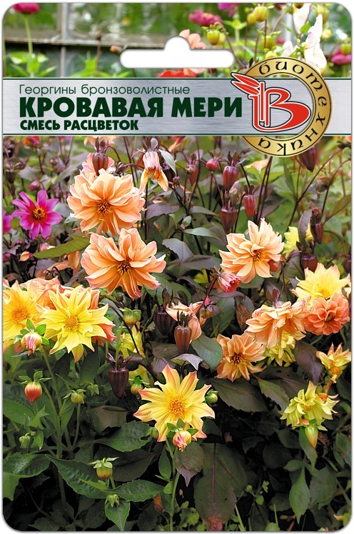 Георгины Кровавая Мэри: описание сорта, характеристики, тонкости ...