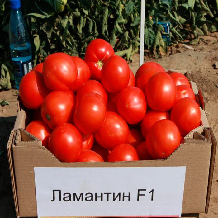 Томат Ламантин: описание сорта помидоров, характеристики. Особенности ...
