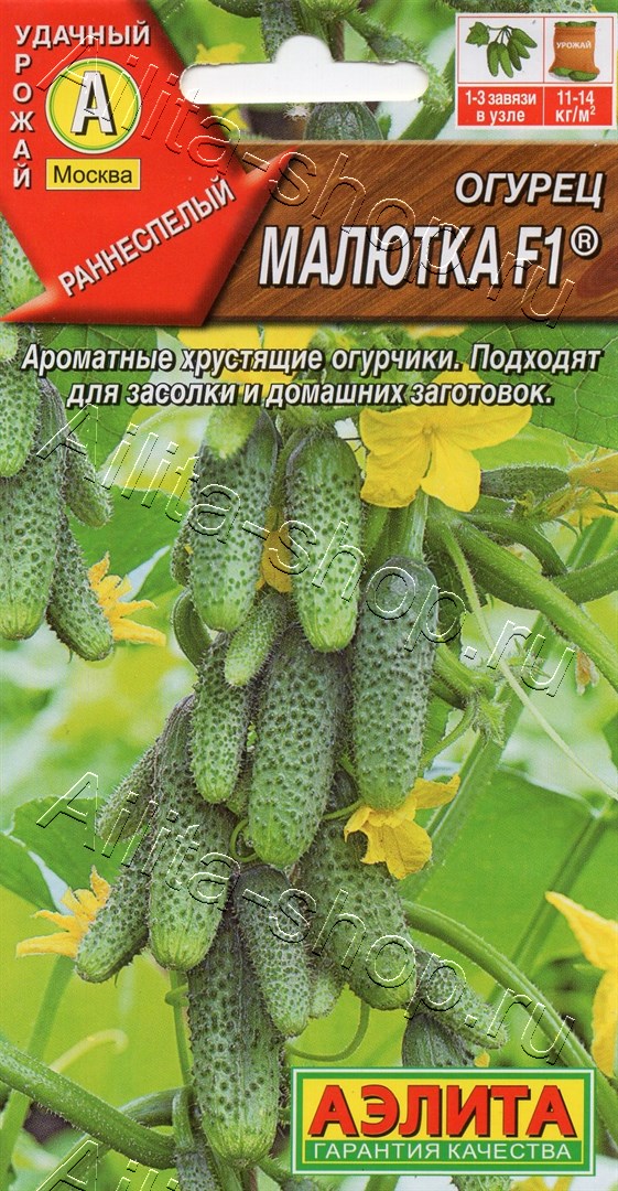 Огурец Малютка: описание и характеристики сорта, правила посадки и ...