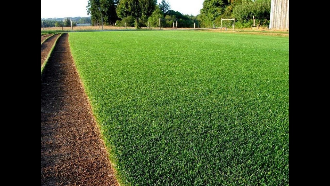 Мятлик Баримпала: описание газонной травы, фото, характеристики .