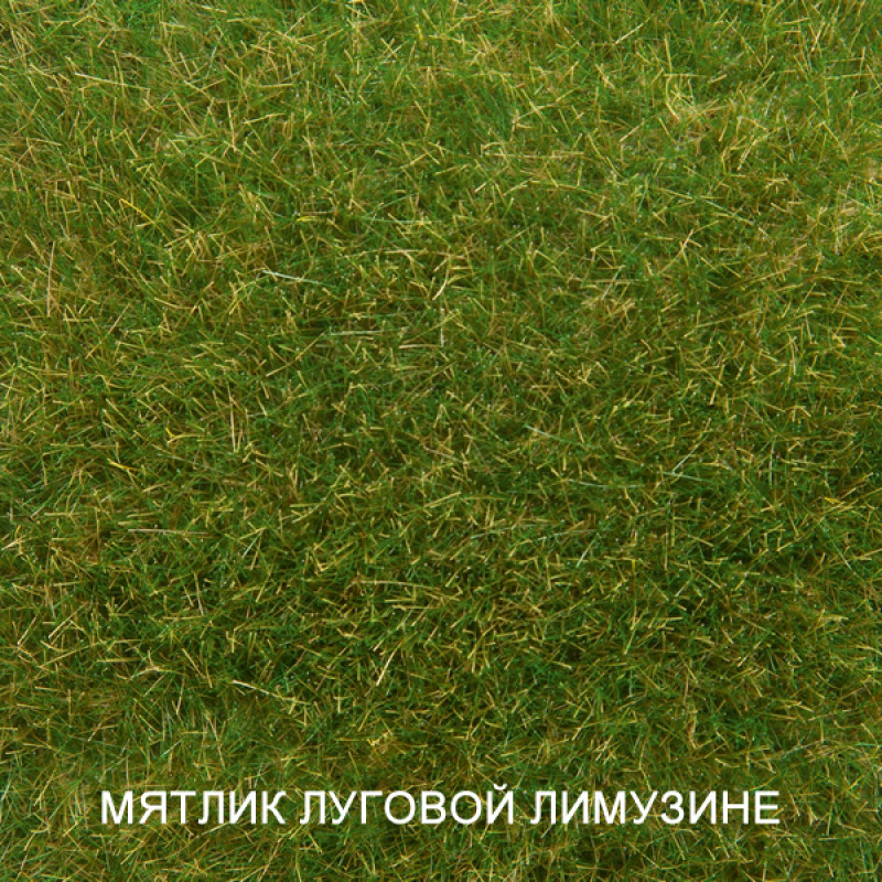 Мятлик Лимузине: описание газонной травы, фото, характеристики .