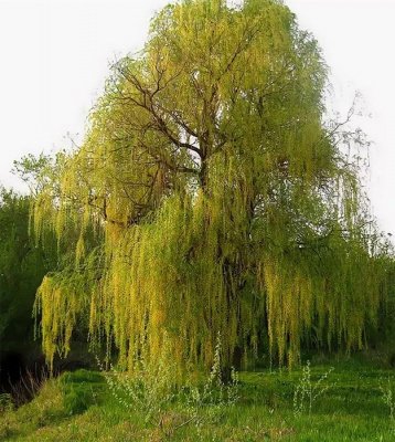 Ива Олимпийский огонь: описание сорта, характеристики, особенности ...