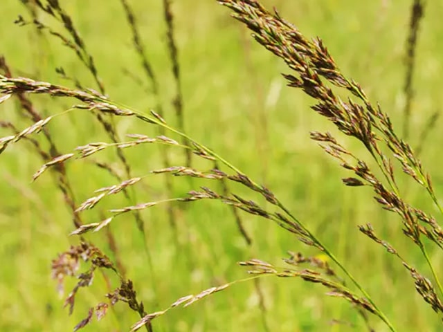 Овсяница тростниковая: описание газонной травы, фото, характеристики .