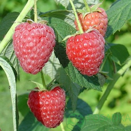 Малина Полесье: описание сорта, особенности и выращивание, сроки ...