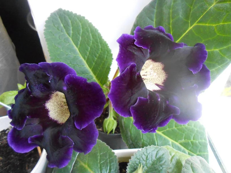 Глоксиния Принц Альберт: особенности и характеристика сорта, правила ...