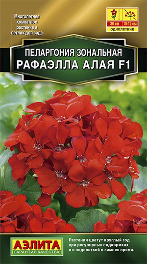 Пеларгония Рафаэлла F1 алая: описание сорта, характеристики ...