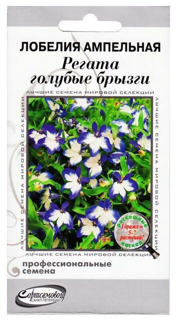 Лобелия Регата голубые брызги: описание сорта, характеристики, тонкости ...