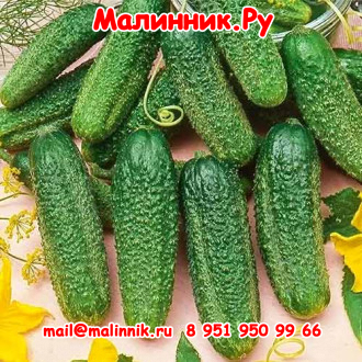 Огурец Секрет фирмы: описание и характеристики сорта, правила посадки и ...