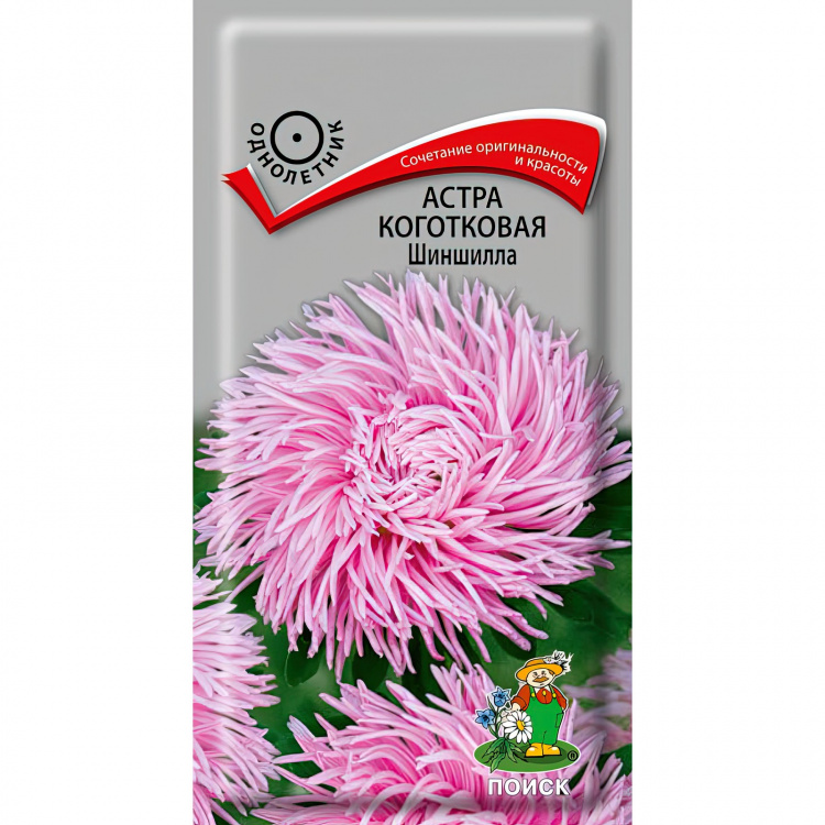 Астра Шиншилла: описание сорта, характеристики, особенности посадки и ...