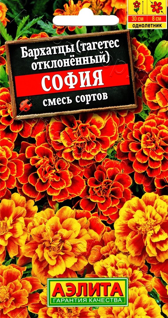 Бархатцы София (смесь): описание и характеристики сорта бархоток ...