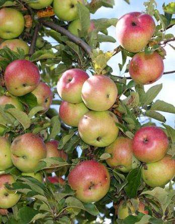 Яблоня Спасское: описание сорта и характеристики. Когда собирать и ...