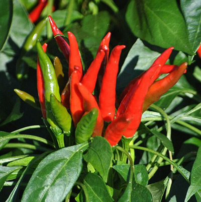 Перец Сувенир: описание сорта, характеристика плодов, агротехника ...