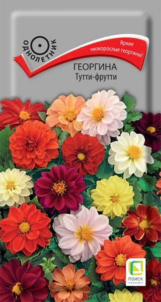 Георгины Тутти-Фрутти: описание сорта, характеристики, тонкости посадки ...