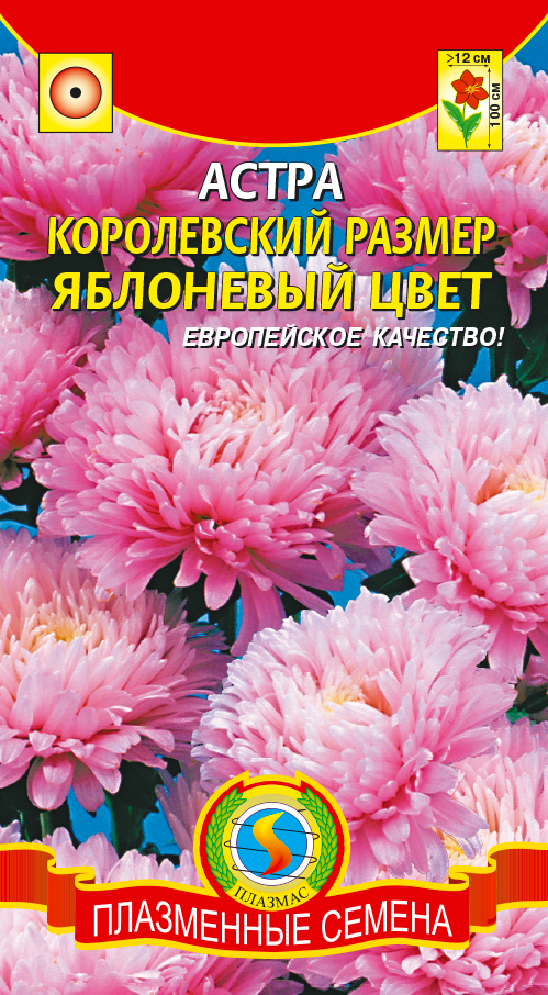 Астра Яблоневый цвет: описание сорта, характеристики, особенности ...