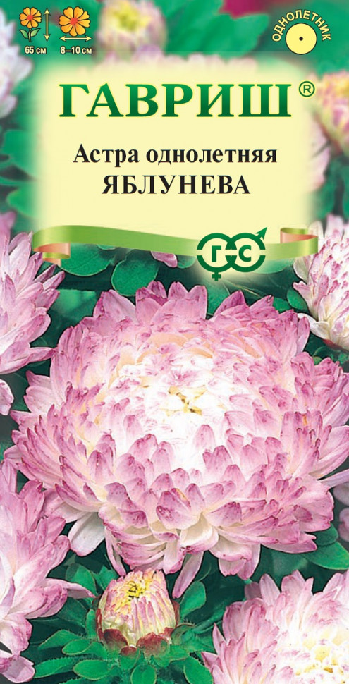 Астра Яблунева: описание сорта, характеристики, особенности посадки и ...